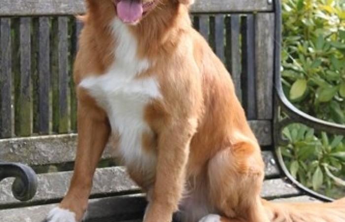 Rainier's Vermilion Blitz