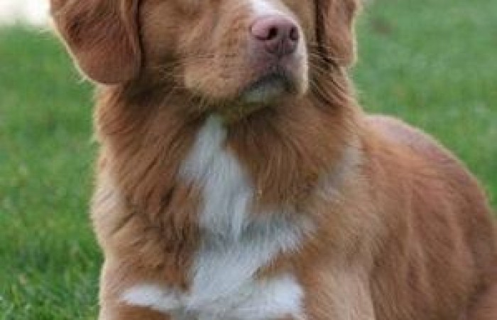 Rainier's Vermilion Blitz