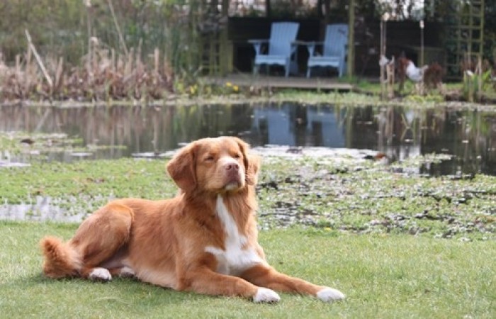 Rainier's Vermilion Blitz