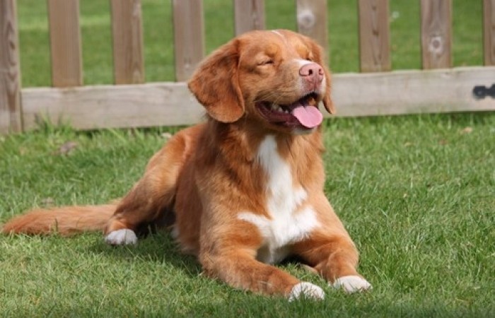 Rainier's Vermilion Blitz