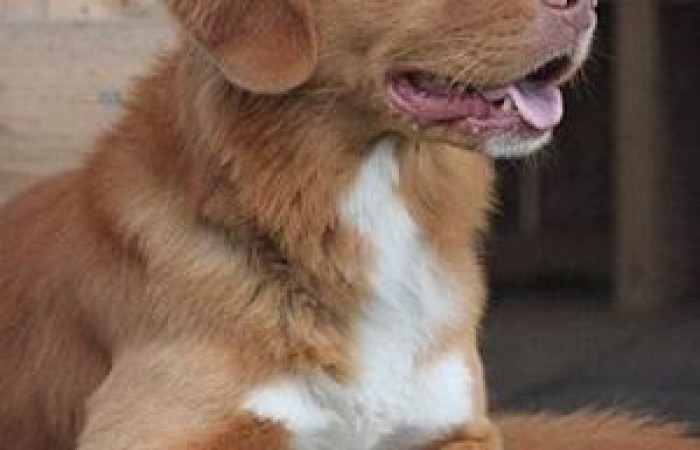 Rainier's Vermilion Blitz