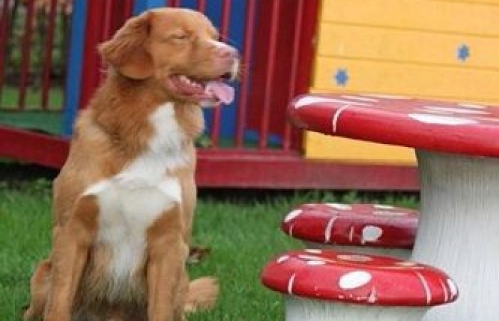 Rainier's Vermilion Blitz